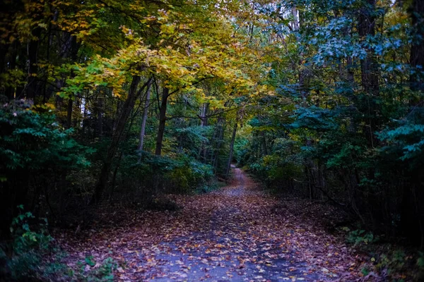 Красивый Вид Природу Большими Деревьями Лесном Парке Спрингфилд Штат Массачусетс — стоковое фото
