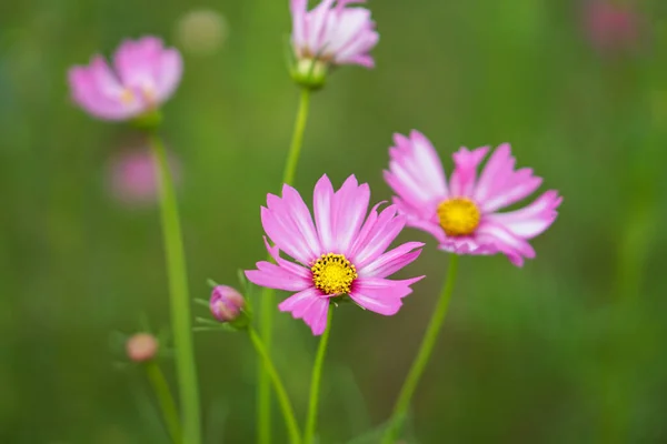 Cosmos Annual Flowers Colorful Daisy Flowers Sit Atop Long Slender — Stock Photo, Image