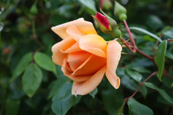 Hermoso Color Crema Rosa Floreciendo Jardín — Foto de Stock