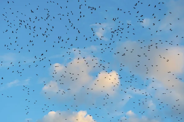 Enorma Flockar Svarta Fåglar Cirklar Högt Blå Molnig Himmel Moln — Stockfoto