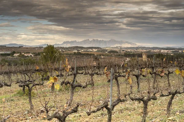 Wijnlandschap Regio Subirats Penedes Provincie Barcelona Catalonië Spanje — Stockfoto