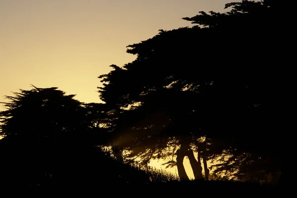 Die Silhouetten Der Bäume Bei Goldenem Sonnenuntergang — Stockfoto