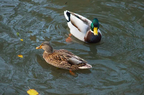 Une Paire Colverts Tourne Autour Autre Sur Rivière Nidda Francfort — Photo