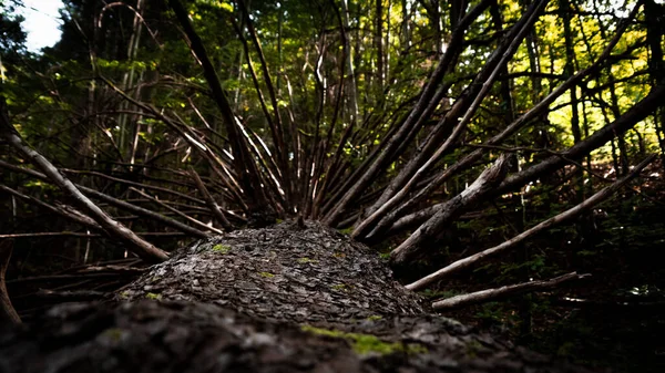 Closeup Shot Tree Many Branches Blackforest — Stock Photo, Image