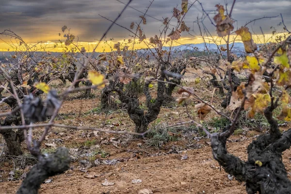 Paesaggio Del Vino Nella Regione Subirats Penedes Provincia Barcellona Catalogna — Foto Stock