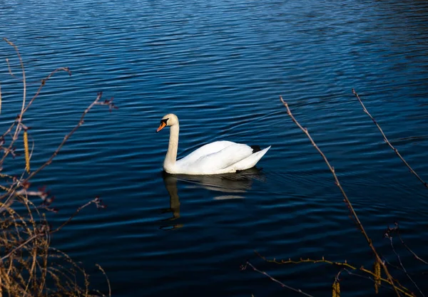 매사추세츠 포레스트 스프링필드의한 호수에 아름다운 — 스톡 사진