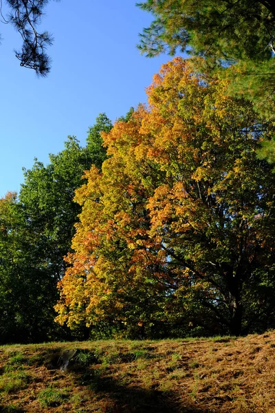 Μια Όμορφη Θέα Στη Φύση Μεγάλα Δέντρα Στο Forest Park — Φωτογραφία Αρχείου