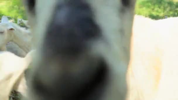 Joven Está Comiendo Una Vaca Campo — Vídeos de Stock