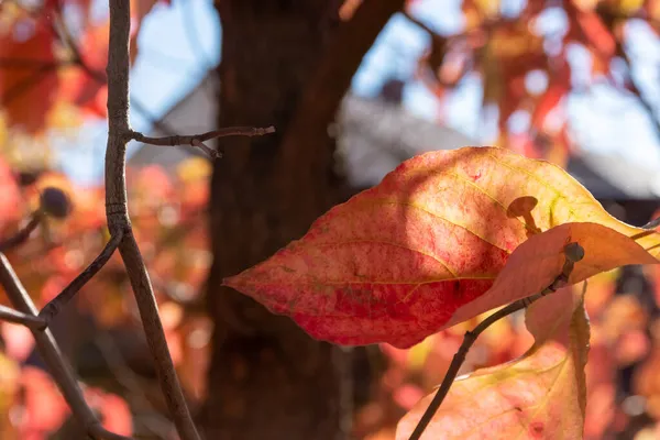 Een Selectieve Focus Shot Van Kleurrijke Bladeren Herfst — Stockfoto