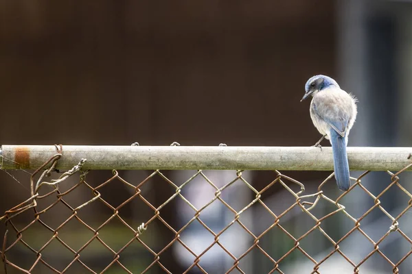Selektivní Záběr Strakatého Ptáka Azurovými Křídly Sedícího Plotě — Stock fotografie
