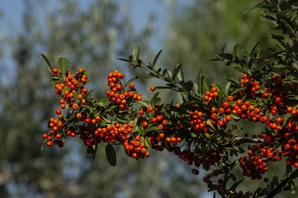 Arbust Frumos Păducel Pyracantha Fructe Padure Portocalii Strălucitoare — Fotografie, imagine de stoc