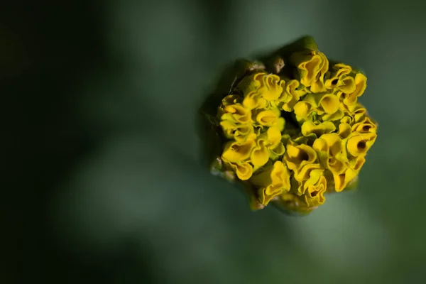 แมโครช อตของดอกไม ในสวนท นหล งเบลอ — ภาพถ่ายสต็อก
