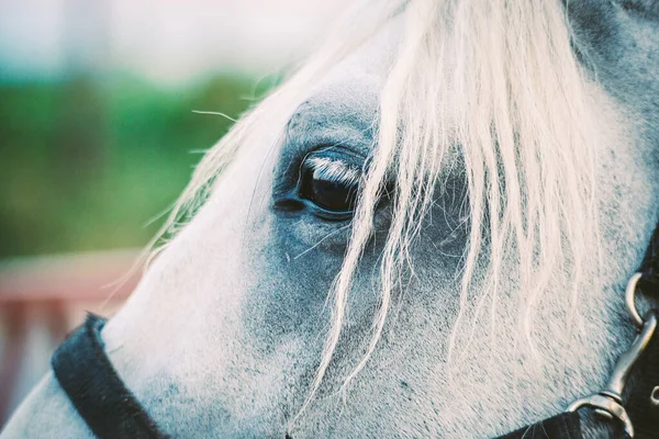 Het Hoofd Van Een Prachtig Wit Paard — Stockfoto