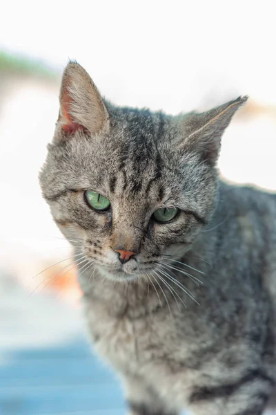 Selektiv Fokusbild Bedårande Katt Med Gröna Ögon — Stockfoto