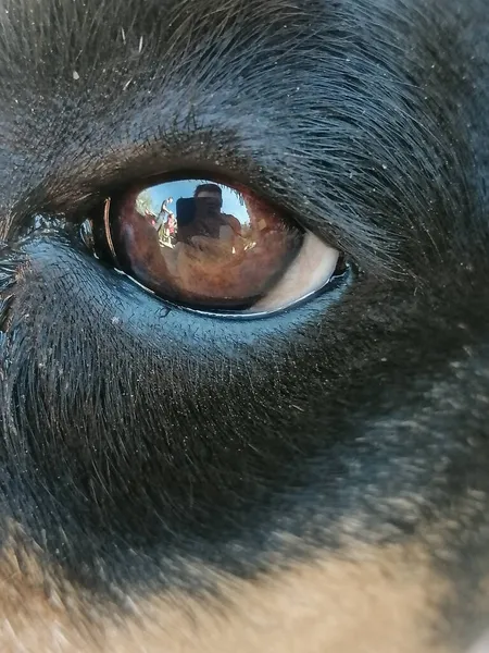Bir Köpek Gözünün Dikey Makro Görüntüsü Fotoğrafı Çeken Adamı Yansıtır — Stok fotoğraf