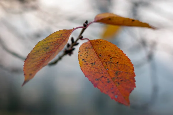 Selektiv Bild Alla Blad Trädgren Med Suddig Bakgrund — Stockfoto