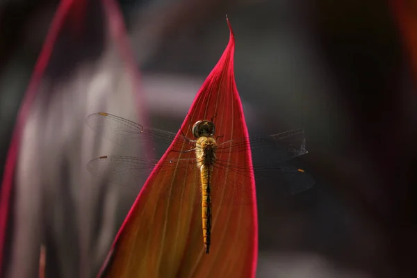 Plan Macro Une Odonata Perchée Sur Une Feuille — Photo