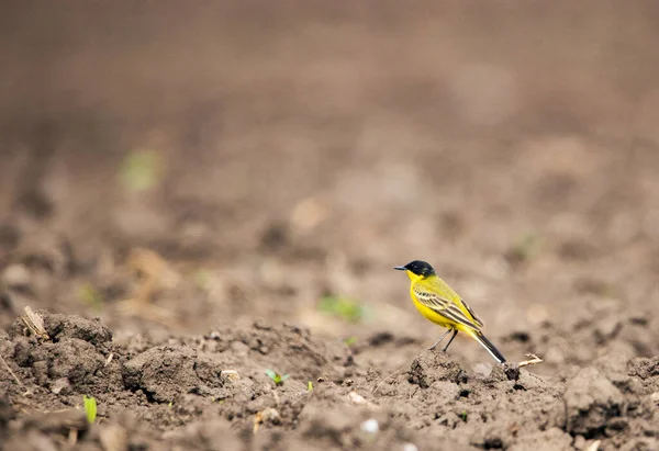 Beautiful Yellow Wagtail Ground — Stock Photo, Image