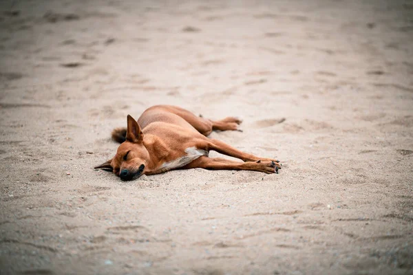 Ein Hund Schläft Bequem Strand — Stockfoto