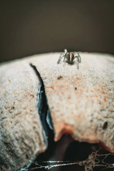 Disparo Vertical Insecto Sobre Hongo Podrido Bosque Con Fondo Borroso —  Fotos de Stock