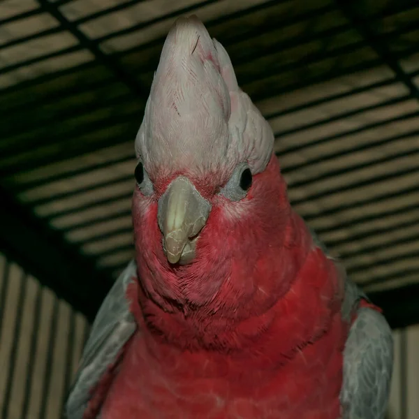 Bulanık Arka Planda Avustralyalı Bir Galah Pembe Papağanı Nın Yakın — Stok fotoğraf