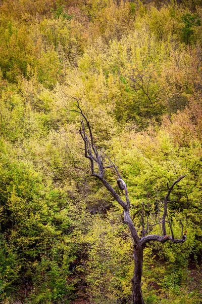 Arbre Mort Sec Devant Belles Couleurs Automnales Arbres Vivants Sur — Photo