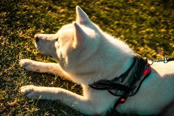 Close Cão Akita Uma Trela Deitada Chão Dia Ensolarado — Fotografia de Stock