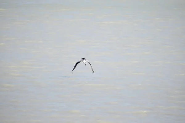 Uccello Marino Che Vola Sopra Mare — Foto Stock