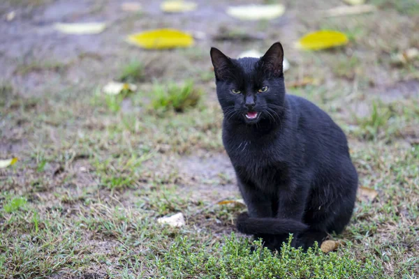 Tmavá Černá Mrzutá Kočka Mokrém Parku Dešti — Stock fotografie