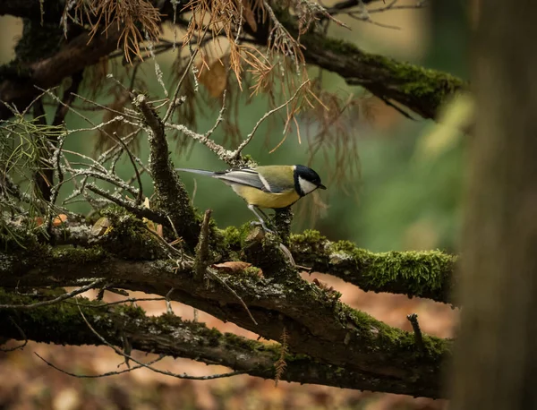 緑豊かな森の中の木の枝に立つ美しいカササギ鳥 — ストック写真