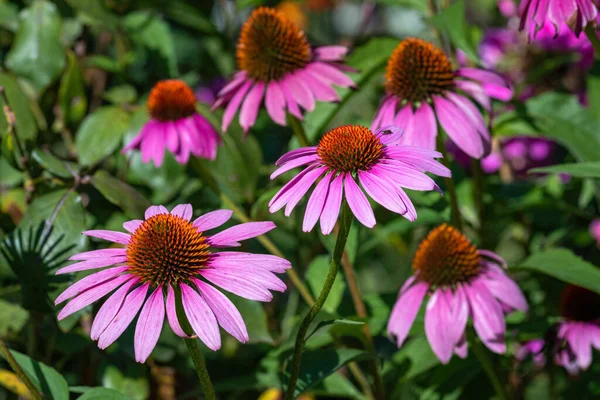 太陽の光の下で庭に紫色の花 エキナセアピュア のクローズアップショット — ストック写真