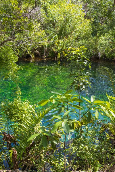 Plano Vertical Hermoso Estanque Entre Hierba Plantas Luz Del Día — Foto de Stock