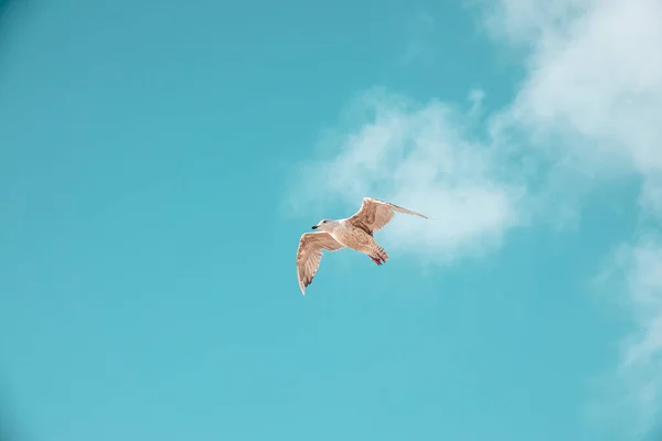 Detailní Záběr Racka Letícího Zamračené Modré Obloze — Stock fotografie