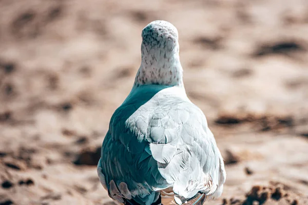 Selektivní Záběr Racka Pláži — Stock fotografie