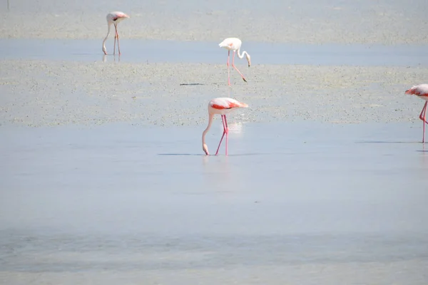 Troupeau Flamants Roses Sur Lac — Photo