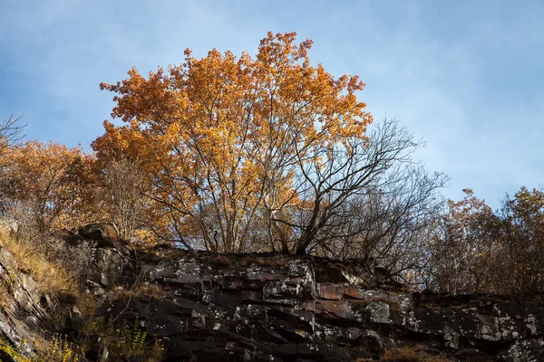 Сонячне Світло Золотисті Дерева Краю Вертикальної Скелі Чорними Каменями Спаленими — стокове фото