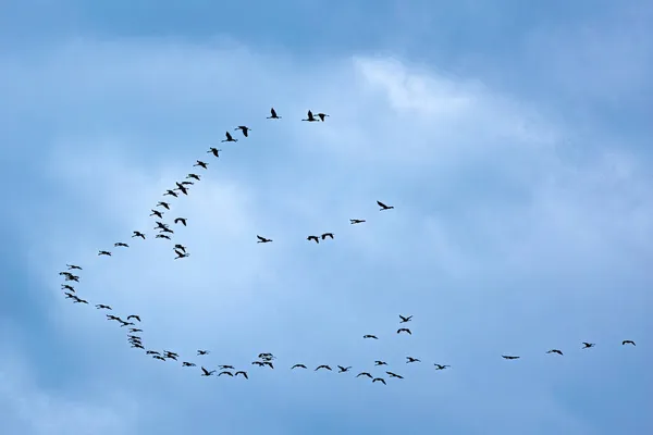 Силуети Кранових Птахів Блакитному Небі Летять Формуванні Клинів — стокове фото