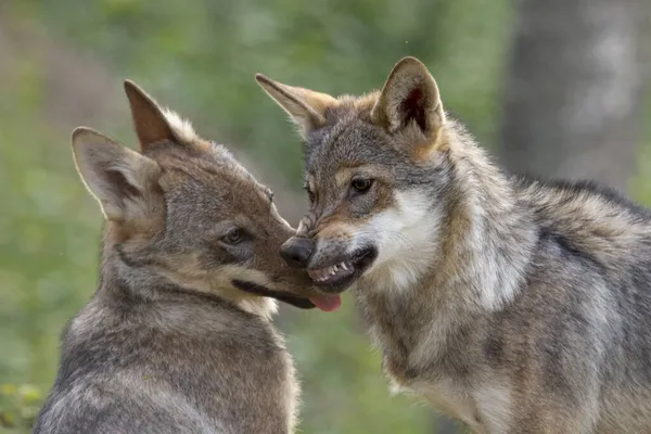 Szelektív Fókuszfelvétel Két Imádnivaló Farkasról Akik Szeretetet Mutatnak — Stock Fotó