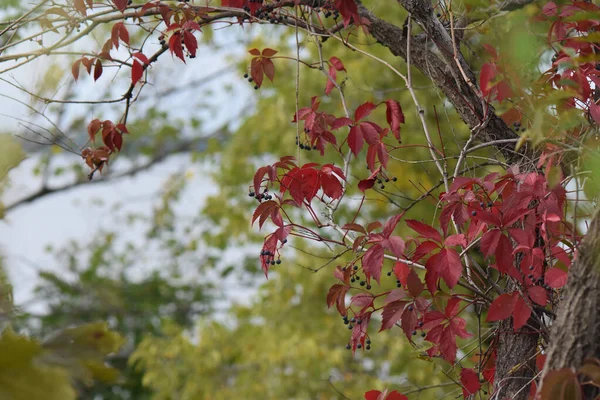 Θέα Του Φθινοπώρου Φύλλωμα Πολύχρωμα Φύλλα — Φωτογραφία Αρχείου