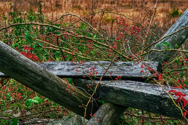 Παλιό Σπασμένο Ξύλινο Φράχτη Στο Πεδίο Πολύχρωμα Φυτά Και Θάμνους — Φωτογραφία Αρχείου