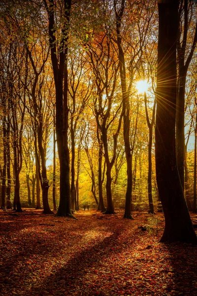 Colpo Verticale Una Foresta Autunno Sotto Luce Del Sole — Foto Stock