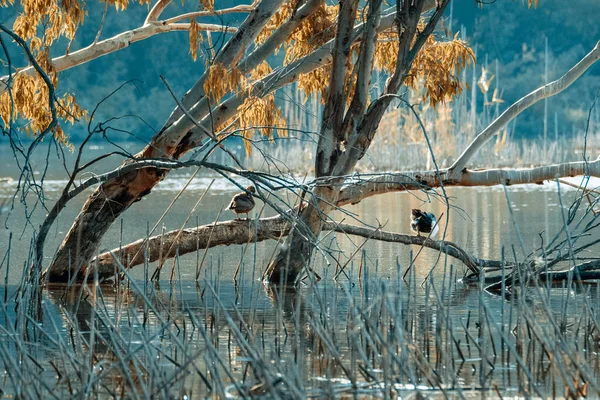Une Belle Vue Des Canards Assis Sur Arbre — Photo