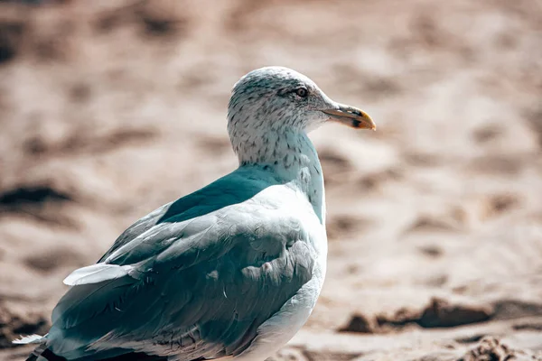 Tiro Seletivo Foco Uma Gaivota Praia — Fotografia de Stock