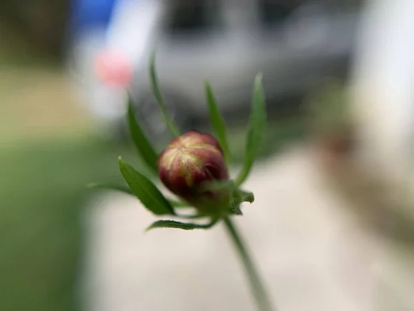 Gros Plan Bourgeon Floral Sur Fond Flou — Photo