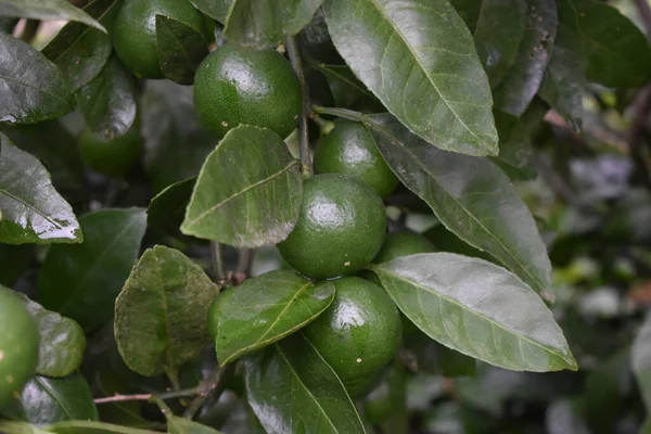 Closeup Shot Citrus Lime Fruits Tree — Stock Photo, Image