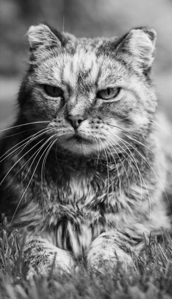 Closeup Shot Cat Outdoors Grayscale — Stock Photo, Image