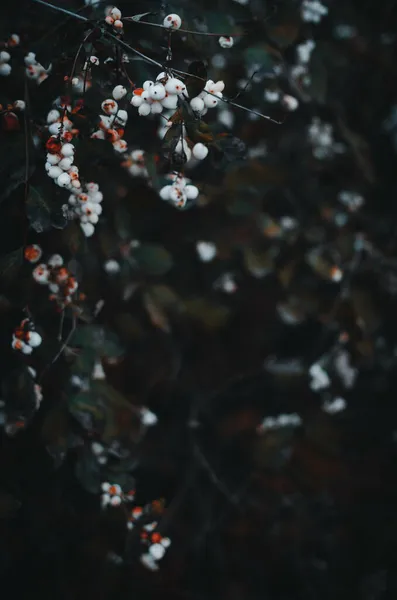 白いスノーベリーの木の枝の選択的な焦点垂直ショット — ストック写真
