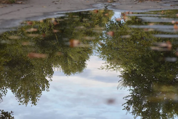 水坑的特写 反映了秋天的公园 — 图库照片