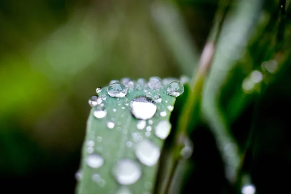 Sebuah Gambar Indah Dari Daun Tumbuh Dan Mekar Dengan Hujan — Stok Foto