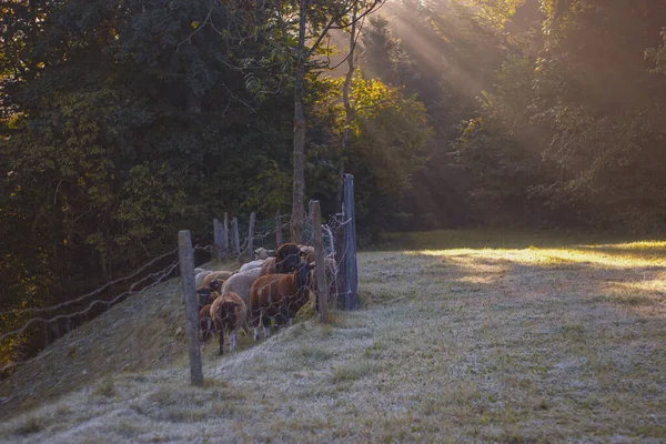 日没時に牧草地で羊の放牧の群れ — ストック写真